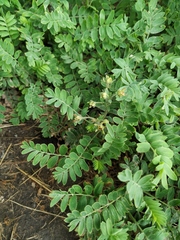 Sibbaldianthe orientalis