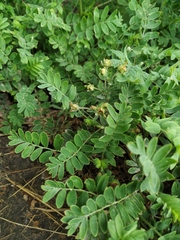 Sibbaldianthe orientalis