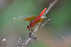 Brachythemis lacustris