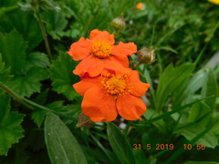 Geum coccineum