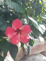 Hibiscus rosa-sinensis