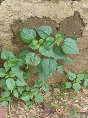 Parietaria officinalis