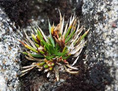 Colobanthus strictus