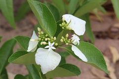 Coelospermum decipiens