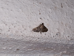 Pyraloidea