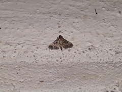 Pyraloidea