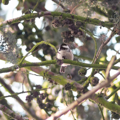 Periparus ater