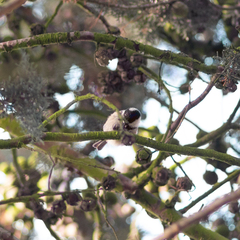 Periparus ater