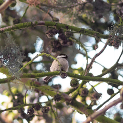 Periparus ater