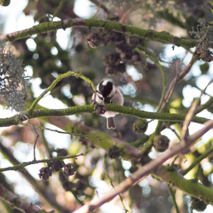 Periparus ater