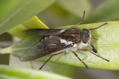 Scaptia jacksonii