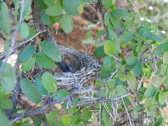 Vireo bellii