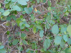 Vireo bellii