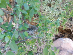 Vireo bellii