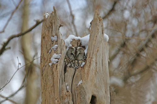 Tawny Owl (Strix aluco)