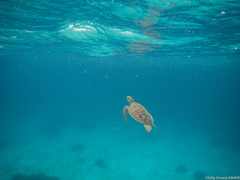Green sea turtle