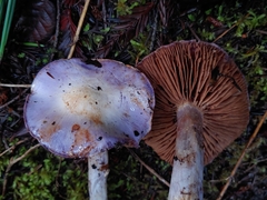 Cortinarius subfoetidus