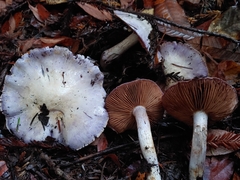 Cortinarius subfoetidus
