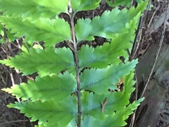 Asplenium polyodon image