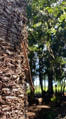 Araucaria cunninghamii