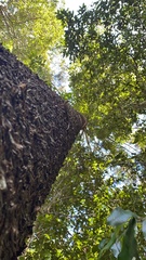 Araucaria cunninghamii