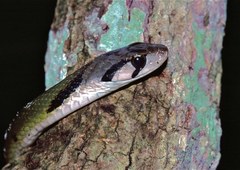 Green Keelback photo 3
