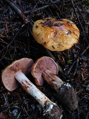 Cortinarius largentii
