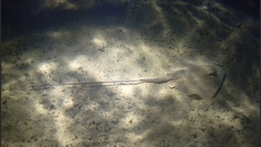 Hemitrygon bennettii