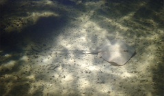 Hemitrygon bennettii