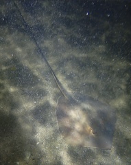 Hemitrygon bennettii