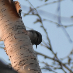 Sitta europaea albifrons