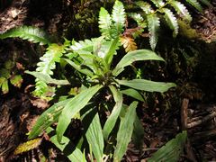 Dubautia raillardioides
