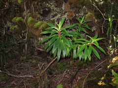 Dubautia raillardioides