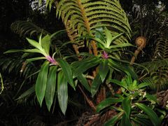 Dubautia raillardioides
