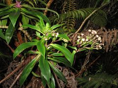Dubautia raillardioides