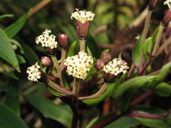 Dubautia raillardioides