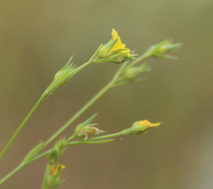 Linum corymbulosum