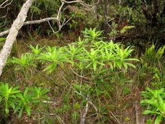 Dubautia raillardioides