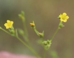 Linum corymbulosum