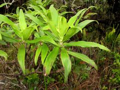 Dubautia raillardioides