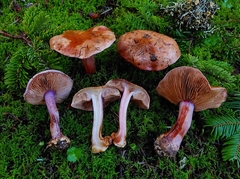 Cortinarius lilaciotinctus
