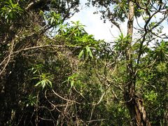 Dubautia raillardioides