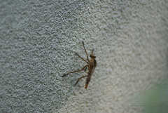 Diogmites angustipennis