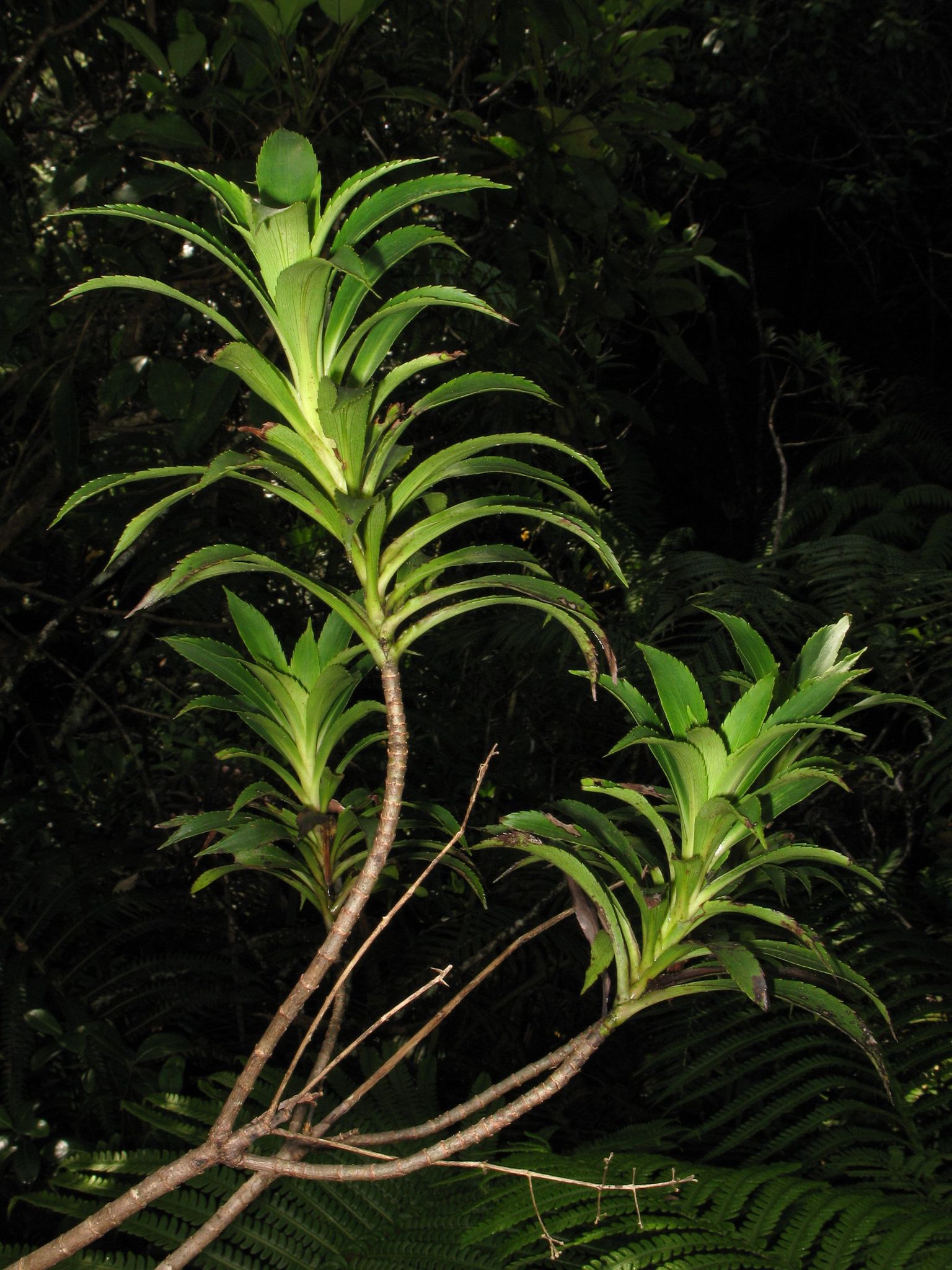 Dubautia laevigata