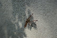 Diogmites angustipennis