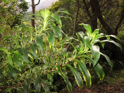 Dubautia laevigata