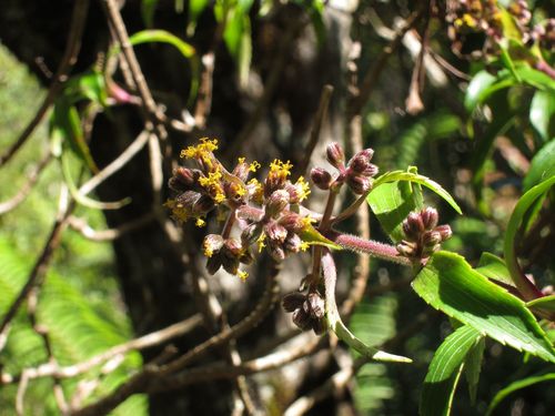 Dubautia laevigata