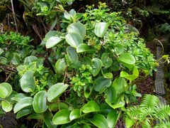 Smilax melastomifolia