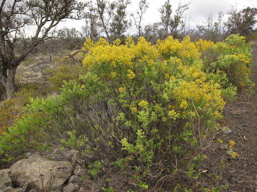 Dubautia linearis observed 2012-09-18
