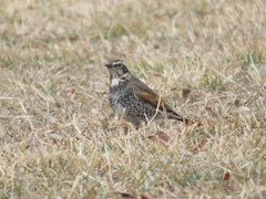 Turdus eunomus